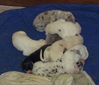 Great Dane Puppies for sale in Fort Smith, Arkansas. price: NA