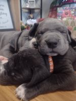 Great Dane Puppies for sale in Spokane, Washington. price: $190,000