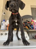 Great Dane Puppies for sale in Phoenix, Arizona. price: $500