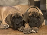 Great Dane Puppies for sale in Syracuse, New York. price: $500