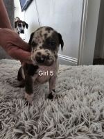 Great Dane Puppies for sale in Wylie, Texas. price: NA