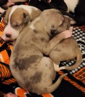 Great Dane Puppies for sale in Vancouver, WA, USA. price: $1,000