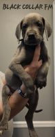 Great Dane Puppies for sale in Collegedale, TN 37363, USA. price: $1,500