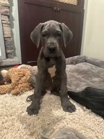 Great Dane Puppies for sale in Williamson, New York. price: $1,000