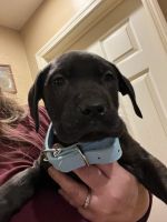 Great Dane Puppies for sale in Nashville, Tennessee. price: $500