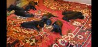 Great Dane Puppies for sale in Anand, Gujarat. price: 12,000 INR