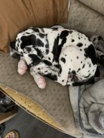 Great Dane Puppies for sale in Norway, Michigan. price: $2,500