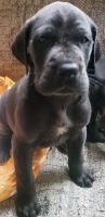 Great Dane Puppies for sale in Middleport, New York. price: $650
