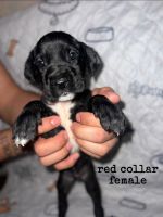 Great Dane Puppies for sale in Saint Anne, Illinois. price: $1,700,200