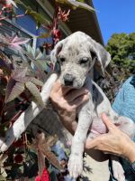 Great Dane Puppies for sale in Idaho Falls, ID, USA. price: $2,000