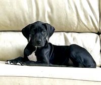 Great Dane Puppies for sale in Mableton, Georgia. price: $1,000