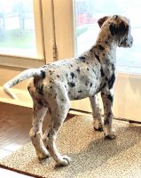 Great Dane Puppies for sale in Mableton, Georgia. price: $1,000