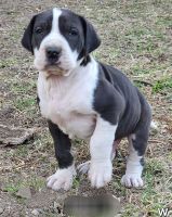 Great Dane Puppies for sale in Fontana, California. price: $500