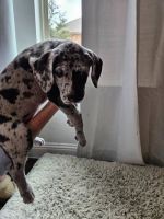Great Dane Puppies for sale in Philadelphia, PA, USA. price: $561