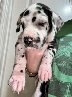 Great Dane Puppies for sale in Glasgow, Kentucky. price: NA