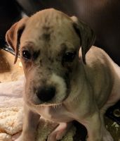 Great Dane Puppies for sale in Vancouver, WA, USA. price: $700