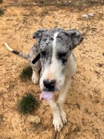 Great Dane Puppies for sale in Marshville, North Carolina. price: $2,500