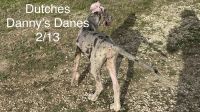 Great Dane Puppies for sale in Orlando, Florida. price: $1,000