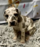 Great Dane Puppies for sale in Mansfield, Ohio. price: $1,300