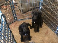 Great Dane Puppies for sale in Chicago, Illinois. price: $40
