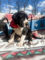 Great Dane Puppies for sale in DeFuniak Springs, Florida. price: $300
