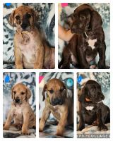 Great Dane Puppies for sale in Iowa Falls, IA 50126, USA. price: NA