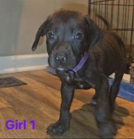 Great Dane Puppies for sale in Des Moines, IA, USA. price: $650