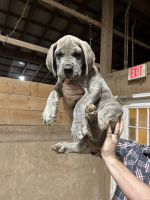 Great Dane Puppies for sale in Otego, New York. price: $1,200