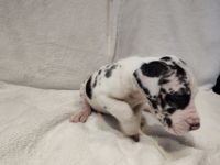 Great Dane Puppies for sale in Columbus, OH, USA. price: $2,500