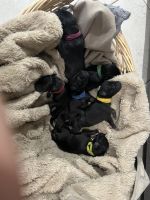Great Dane Puppies for sale in West Covina, California. price: $1,500