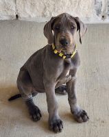 Great Dane Puppies for sale in Conroe, Texas. price: $800