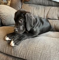 Great Dane Puppies for sale in Fulton, New York. price: $400