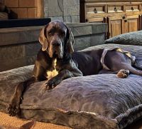 Great Dane Puppies for sale in Tucson, AZ, USA. price: $300,000