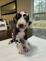 Great Dane Puppies for sale in Mims, Florida. price: $2,200