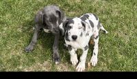 Great Dane Puppies for sale in Staunton, Virginia. price: $1,600