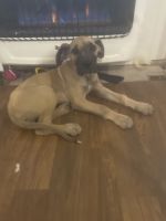 Great Dane Puppies for sale in Lancaster, Pennsylvania. price: $1,200