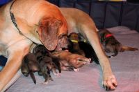 Great Dane Puppies for sale in Bradford, Vermont. price: $600