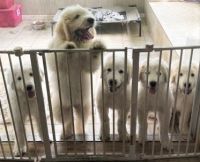 Great Pyrenees Puppies for sale in Centralia, MO 65240, USA. price: NA