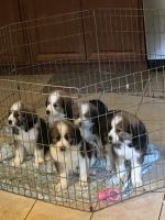 Great Pyrenees Puppies for sale in Monroeville, NJ 08343, USA. price: NA