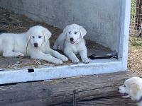Great Pyrenees Puppies for sale in Vivian, SD 57576, USA. price: NA