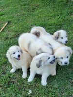 Great Pyrenees Puppies for sale in Ruther Glen, VA 22546, USA. price: NA
