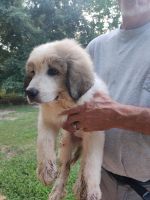 Great Pyrenees Puppies for sale in Grovetown, GA 30813, USA. price: NA