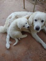 Great Pyrenees Puppies for sale in Pacolet, SC 29372, USA. price: NA