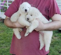 Great Pyrenees Puppies for sale in Warsaw, IN, USA. price: NA
