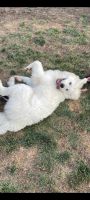 Great Pyrenees Puppies Photos