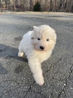 Great Pyrenees Puppies for sale in King, NC 27021, USA. price: NA