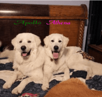 Great Pyrenees Puppies for sale in Leesburg, FL, USA. price: NA