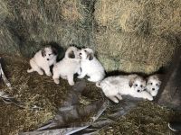 Great Pyrenees Puppies for sale in Fort Collins, CO, USA. price: NA