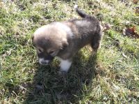 Great Pyrenees Puppies for sale in Louisville, KY, USA. price: NA