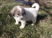 Great Pyrenees Puppies for sale in Louisville, KY, USA. price: NA